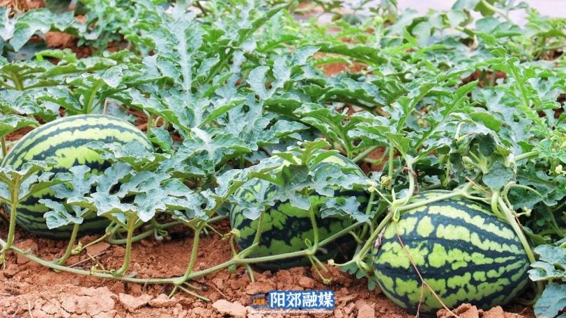 微信图片_20240812143338