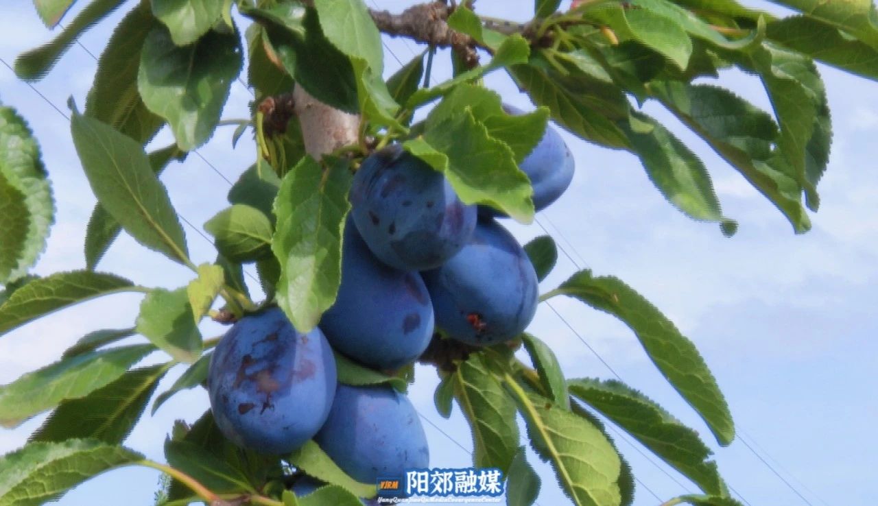微信图片_20241106144307